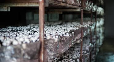 A history of mushroom farming in PA