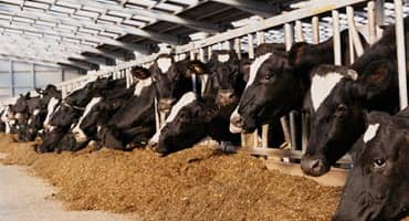 This Greene County Dairy Almost Closed. But Community Rallied to Support It
