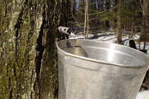 New York Maple Farmers Adjust to Early Sap Season as Winters Warm