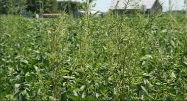 Midwest Lenders Embrace Conservation in Agriculture