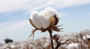 NCC Survey Suggests U.S. Producers to Plant 9.8 Million Acres of Cotton in 2024