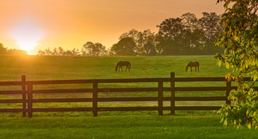 WNY equifest - celebrate horses in NY