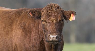 Bull Evaluation & Selection