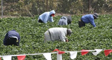 South Dakota crops flourish amid adequate moisture