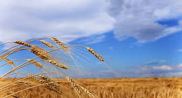 Low wheat midge threat boosts North Dakota farms