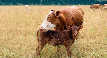 AFBF Applauds Opening of Dairy Margin Coverage