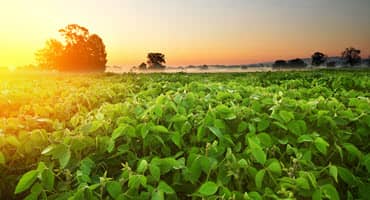 Management Technique Shows Promise Against Emerging Soybean Pest