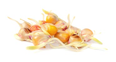 Michigan Corn Producers Reject Proposed Assessment Increase
