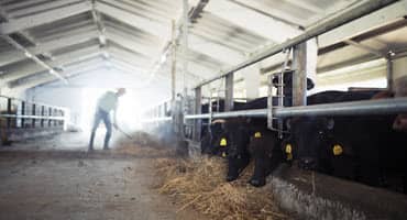 Weston Roundtable – Beef Sustainability: Realities, Challenges, and Systematic Tradeoffs
