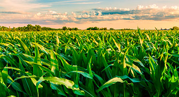 Michigan’s Corn Producers Vote Down Proposed Assessment Increase