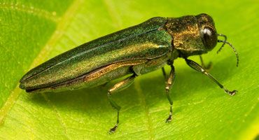 Continuing Battle Against Invasive Species