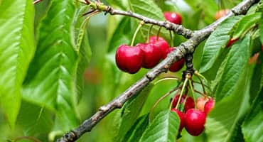 Wisconsin cherry board seeks nomination