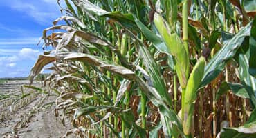 Microbial nitrogen - a sustainable boost for corn yields