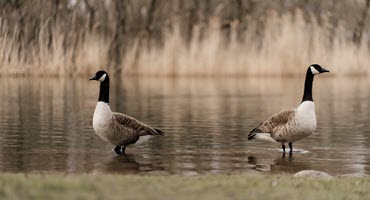 MDARD Reminds Bird Owners to Continue Protecting Their Flocks from Highly Pathogenic Avian Influenza