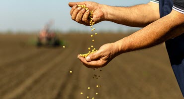 Optimizing Soybean Management: The Impact of Planting Dates on Minnesota Farms