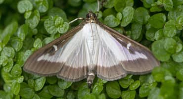 Eastern Tent Caterpillars Make Their 2024 Kentucky Debut