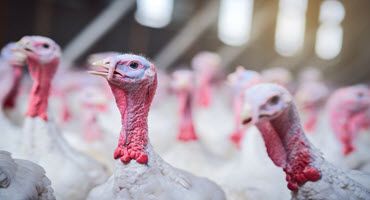MDARD Issues Warning to Bird Owners Regarding Avian Influenza