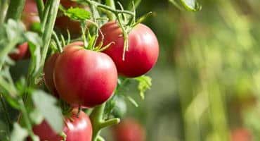 Unlock the Secrets to Thriving Tomato Gardens with Illinois Extension Workshop