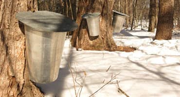 Wisconsin sweet symphony - maple sugaring season