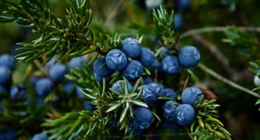 Using Sprinklers to Protect Blueberries From Spring Freezes