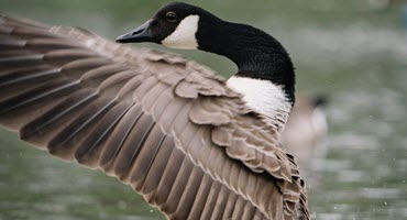 Celebrate the Natural World at the Birds in the Hills Festival This May