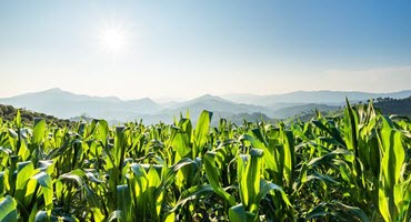 Senators Express Concerns Over United States Agricultural Trade Deficit