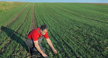 Kentucky bourbon industry tree planting initiative