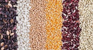 Missouri farmers face dilemma - sell or store crop