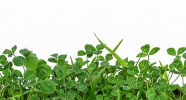 Soil microbes - restoring farmland health