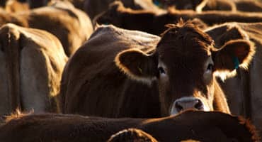Beef herd success - navigating heifer replacement costs