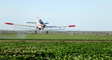 Tiny mites threaten PA winter grains