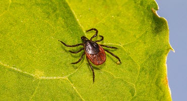 Allium leafminer threatens PA crops - early scouting key