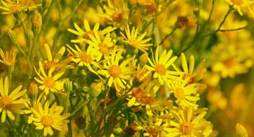 Wisconsin DNR and Conservation Congress to Host Spring Hearings