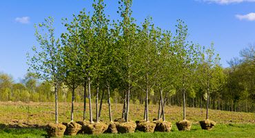 Protecting Vulnerable Tree Species From Climate Change