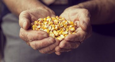 Corn’s Eroding Market Share