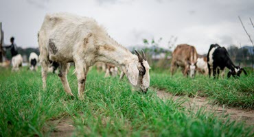 Goat Dies of Bird Flu for First Time in US, Minnesota Officials Say: Why It's 'Significant'