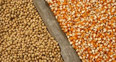 USDA Report Estimates Less Corn, More Soybeans to Be Planted in 2024