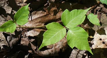 Hostas - unmatched stars of shade gardens
