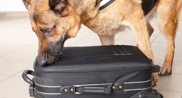 6 Essential Tips for Spring Pet Safety