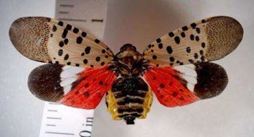 PA expands spotted lanternfly quarantine