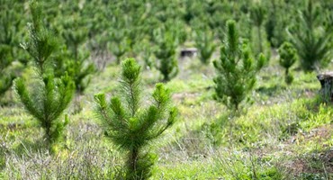 Seasonal guide to beating invasive plants in Minnesota