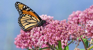 Future Forests Rely on Stewardship, Knowledge of Private Landowners