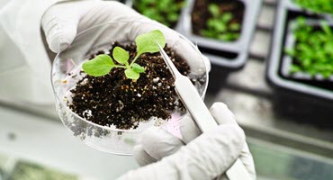 MSU and MDARD Plant Labs Unite to Help Michigan Plant Industries Thrive