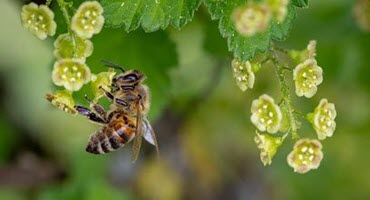 Unlocking the secrets of the blue orchard Bee