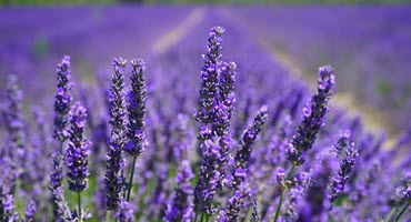 MU Extension Research on Lavender Finds Options for Missouri Growers