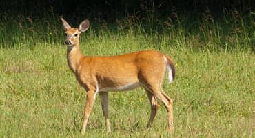 Wisconsin seeks input on 2024 deer season