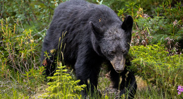 Wisconsin DNR issues bear safety tips for spring