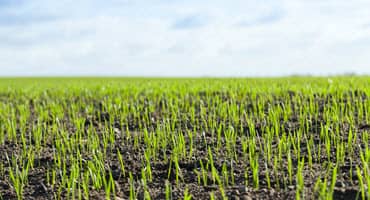 Kansas crop update - promising progress in spring