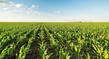 Illinois Crop Progress Update
