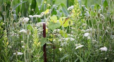 These Robots Provide a High-Tech Solution to an Age-Old Farming Problem: How to Get Rid of Weeds